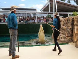 Crocosaurus Cove: Big Croc Feed VIP Experience